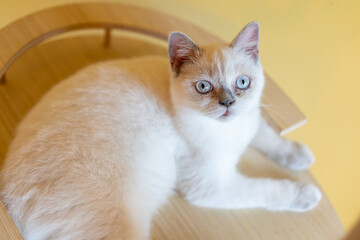 Obraz premium Cat with head tilted indoors. Cat is looking at camera. Portrait of a cat with yellow eyes.