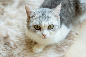 Cat with head tilted indoors. Cat is looking at camera. Portrait of a cat with yellow eyes.