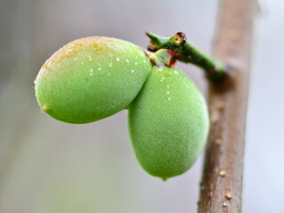 雨に濡れる梅の実