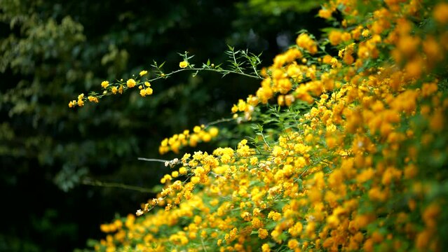 風に揺れる木陰のヤエヤマブキの花々