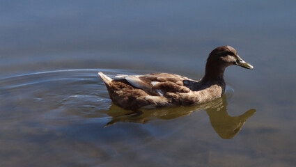 Brown Duck Swimming