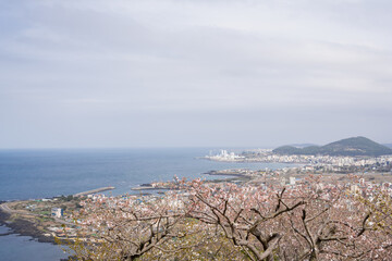 Panoramic view of Jeju city with cherry blossoms from Byeoldobong Oreum in Jeju island, Korea