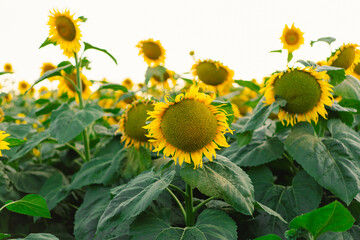 Beautiful landscape with yellow sunflowers. Sunflower field, agriculture, harvest concept. Sunflower seeds, vegetable oil. Wallpaper with sunflower.
