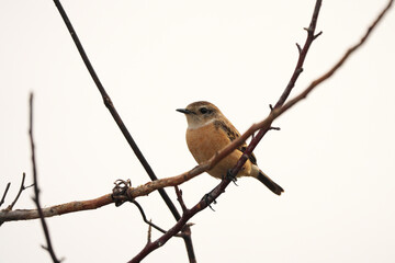 枝に止まったノビタキの♀