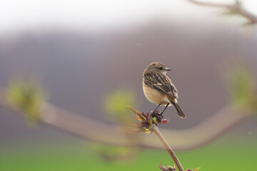 枝に止まったノビタキの♀