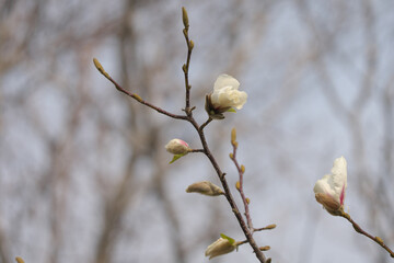 木蓮の花