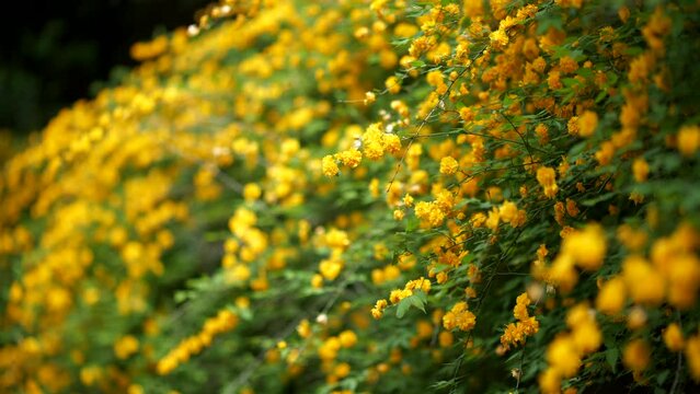 風に揺れる木陰のヤエヤマブキの花々