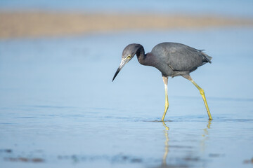 Little Blue Heron taken in SW Florida