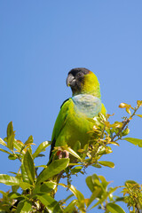 Black-hooded Parakeet taken in central Florida
