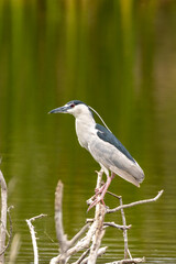 Black-crowned Night-Heron taken in SW Florida