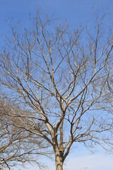 すっかり葉を落として裸になっている木