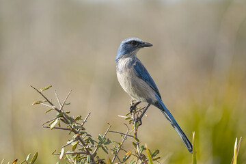 Florida Scrub Jay taken in SW Florida
