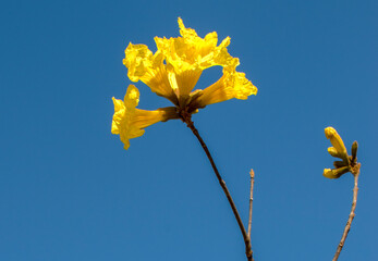 Flor del lapacho amarillo