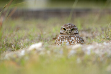 Burrowing Owl taken in SW Florida