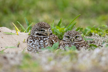 Burrowing Owl taken in SW Florida