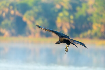 Black Vulture taken in SW Florida