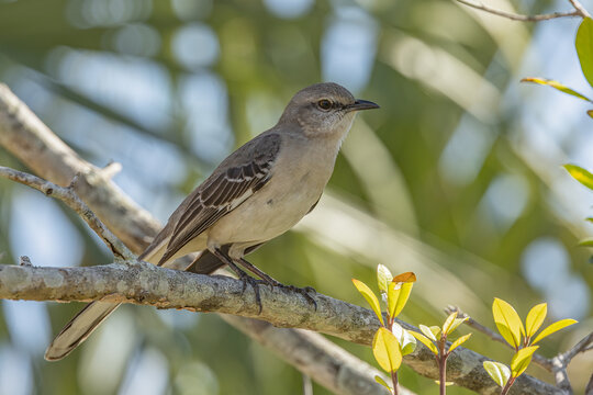 Northern Mockingbird taken in SW Florida