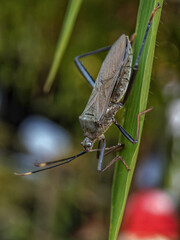 grasshopper on a leaf