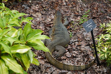 Malayan water monitor lizard|马来亚圆鼻巨蜥 |lizard on the grass