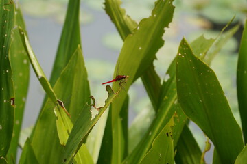 red dragonfly on the leave