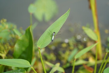 blue dragonfly on the leave 
