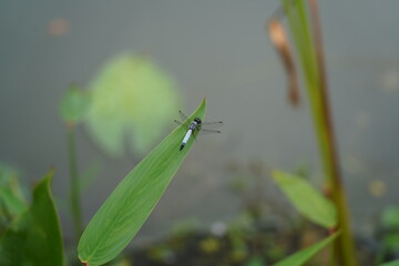 dragonfly on a leaf