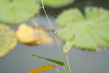 dragonfly on a leaf