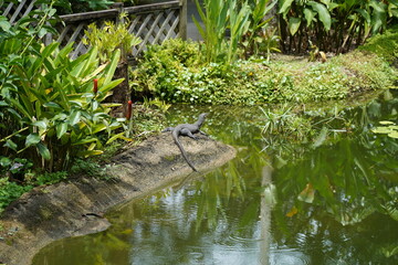 lizard in a pond