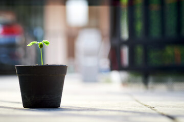 small seedling grow up in a plastic pot in morning sunshine in car park at house