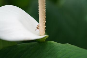 bee in the flower 