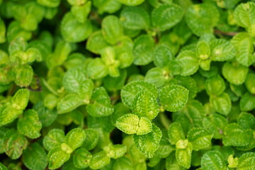 fresh green leaves