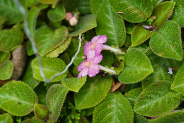 pink and green leaves with drop 