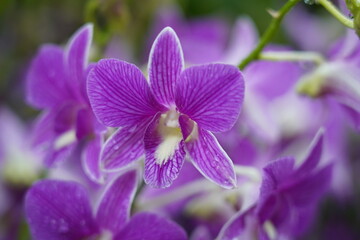 purple orchid flower