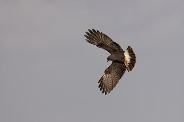 Snail Kite adult male taken in SW Florida