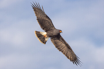 Snail Kite adult male taken in SW Florida