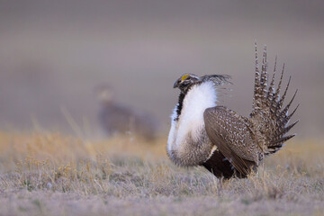 Sage Grouse adult male taken in eastern Wyoming