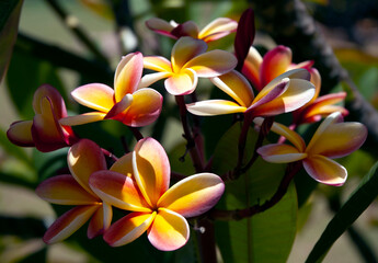 frangipani plumeria flower