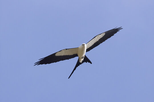 Swallow-tailed Kite taken in SW Florida