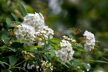 Flores blancas de una verbena