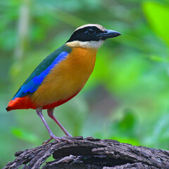 Blue-winged Pitta Bird