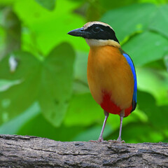 Blue-winged Pitta Bird