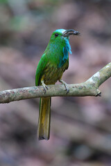 Blue-bearded Bee-eater bird