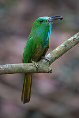 Blue-bearded Bee-eater bird