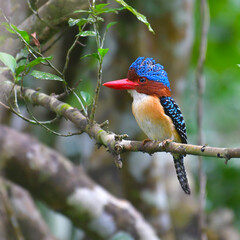 Banded Kingfisher Bird