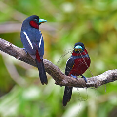 Black-and-red Broadbill Bird