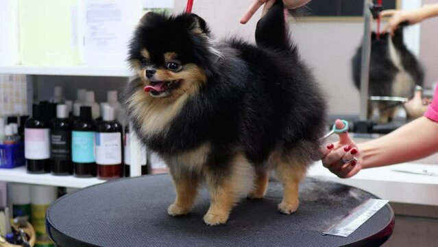 Pro groomer holds dog tail thinning excess fur on its back with shears