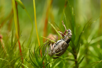Weevil, Polydrusus tereticollis among moss