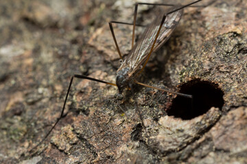 Female limonid crane fly, Rhipidia uniseriata on aspen bark, closeup photo