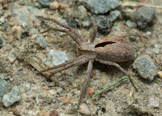 Common lance-backed crab spider, Thanatus formicinus on ground
