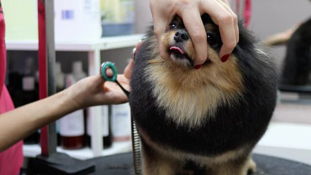 Front view of pet groomer holding dog face to style its hair with scissors